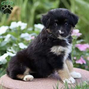 Fred, Miniature Australian Shepherd Puppy